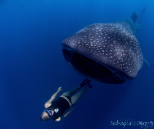 Free Diver with Whale Shark - Diver Liz Parkinson interac... by Jan Morton 